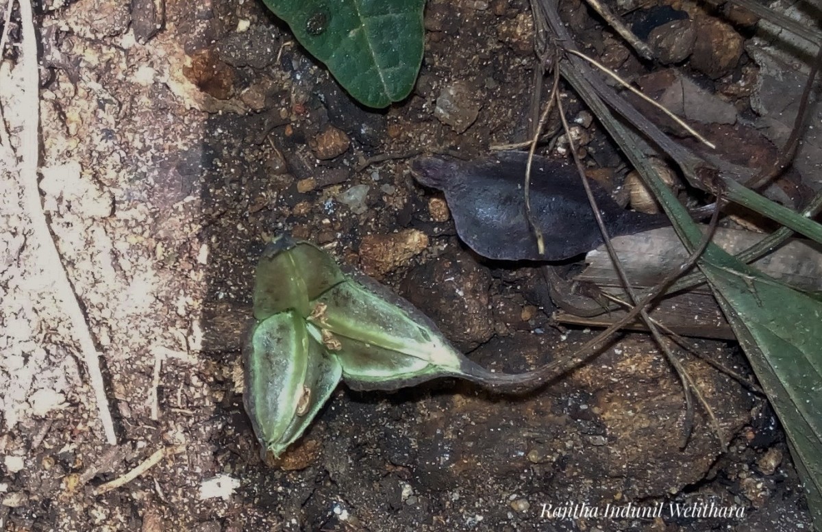 Trichopus zeylanicus Gaertn.